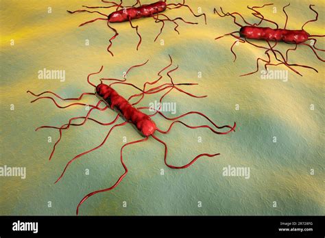 Listeria Monocytogenes Bacterium Computer Illustration L Monocytogenes Is The Causative Agent