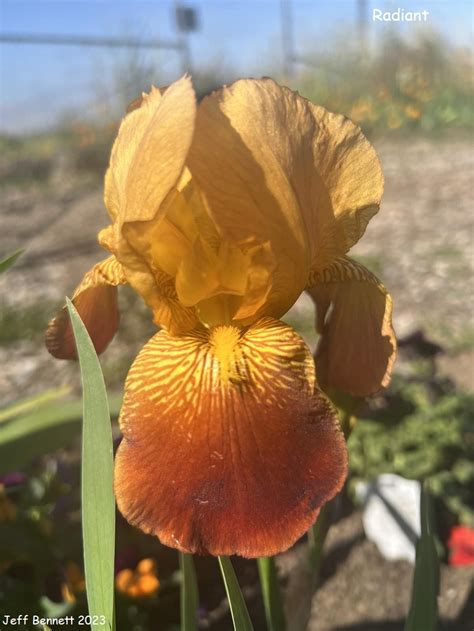 Radiant Historic Iris Preservation Society