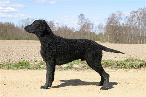 Curly-Coated Retriever - All Big Dog Breeds