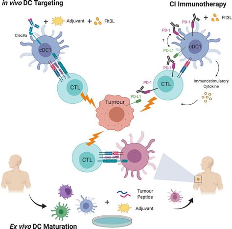 Dendritic Cells And Their Roles In Anti Tumour Immunity Intechopen