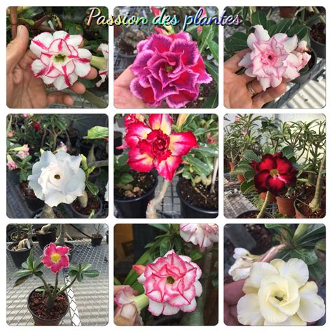 10 Graines Adenium Obesum Rose du désert Mix Etsy France