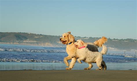 Types Of Goldendoodles: All You Need to Know