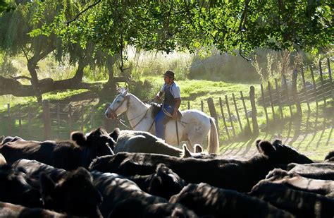 Cattle Ranch In Argentina