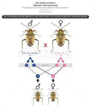 Sex Determination Genetic Mechanisms Infographic Diagram Example Plant Bug Gene Royalty Free
