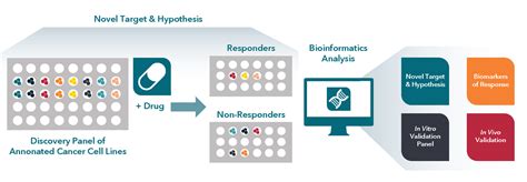 Omniscreen Cell Based Screening Service Crown Bioscience