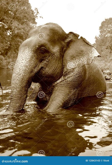 Swimming elephant stock image. Image of pond, asian, destinations - 12843143