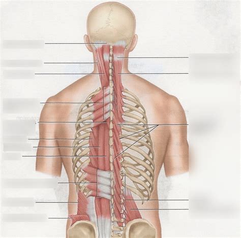 Muscles Acting On The Vertebral Column Diagram Quizlet