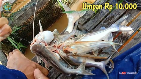 SIAPAPUN PASTI BETAH MANCING DI SINI MANCING IKAN BAUNG DI SUNGAI