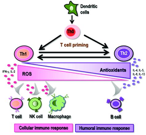 Impact Of Redox Level On The Priming Of T Helper Cells High Ros Level