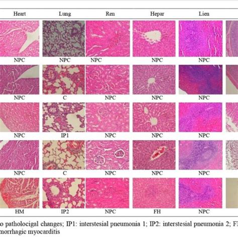 Histopathological Features Of Organs In The Control And The Treatment Download Scientific