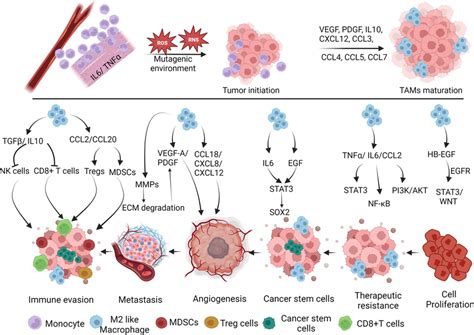 Role Of Macrophages In Tumor Progression Macrophages Play A Crucial