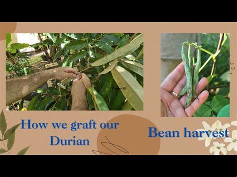 How We Graft Our Durian Tree Samples Of Our Grafted Trees Grafting