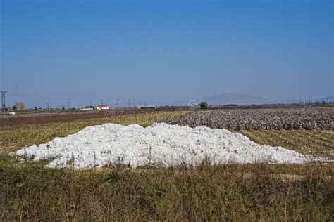 Piantagione Di Cotone Nella Pianura Centrale Della Grecia Prima Del