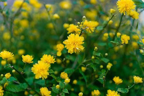 Names Of Yellow Spring Shrubs