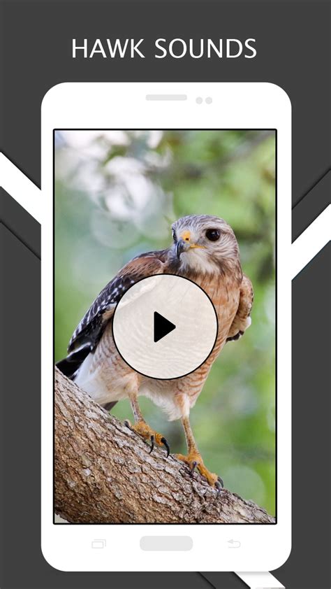 Hawk Sounds And Ringtones:Amazon.in:Appstore for Android