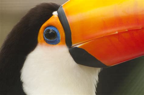 Toco Toucan Ramphastos Toco Description Largest Member Flickr