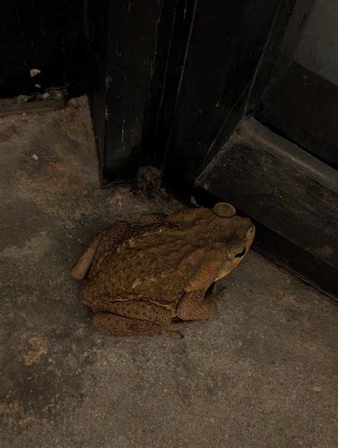 Cane Toad From Lee Florida United States On January At