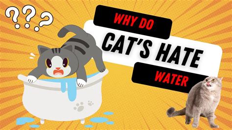 😱why Do Cats Hate Water Cats And Water Deciphering The Splashy