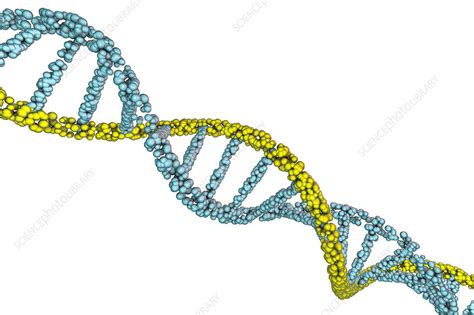 Dna Molecule Illustration Stock Image F025 0216 Science Photo