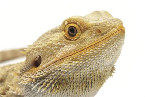 Bearded Dragon Color Chart