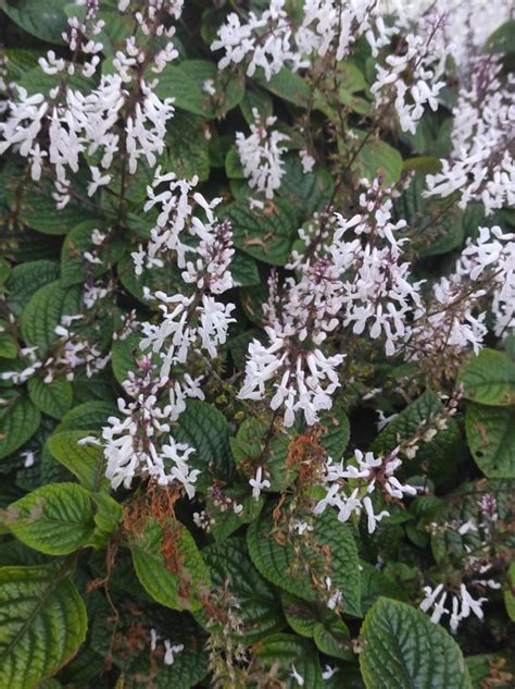 Plectranthus Purpuratus Harv Biodiversidade