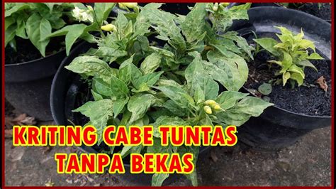 Cara Ampuh Cepat Mengatasi Daun Kriting Pada Tanaman Cabe Leaf Curl