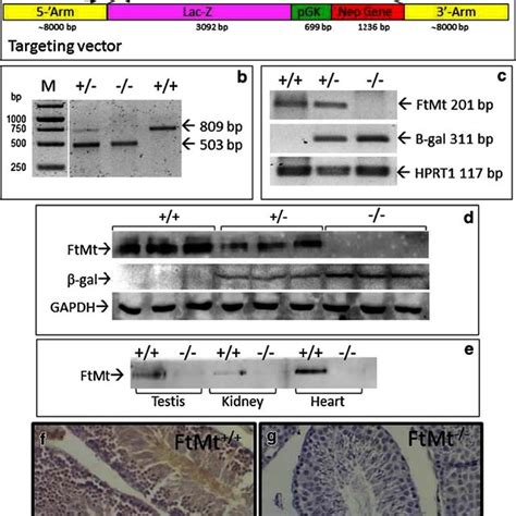 Construction And Genotyping Of Ftmt Mice A Schematic Of The Ftmt