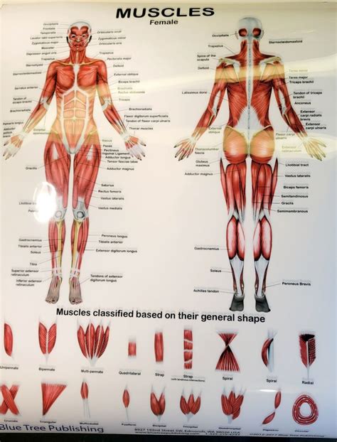 Human Body Anatomy Logo