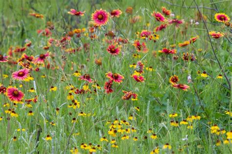 Gaillarde Plantation Semis Entretien Promesse De Fleurs