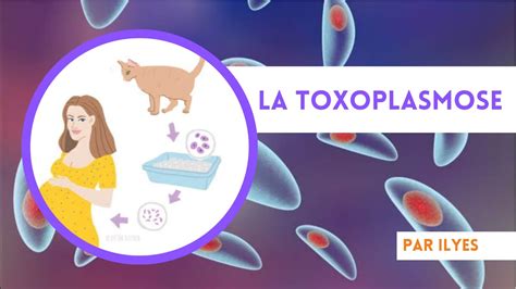 Qu Est Ce Que La TOXOPLASMOSE Par ILYES YouTube