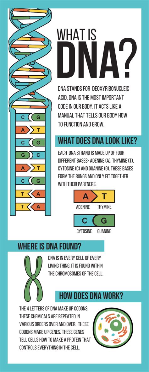 Dna Chromosomes And Cell Division Gcse Biology Wjec Lilysrevisionnotes