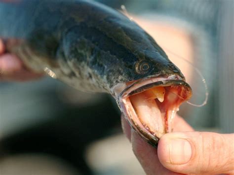 Pez Cabeza De Serpiente Del Norte En Tierra