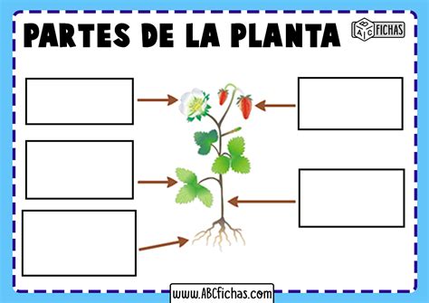 Partes De La Planta Sin Nombres Para Rellenar Abc Fichas Porn Sex Picture
