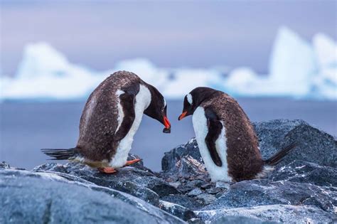 Tuxedo Penguins And Their Fascinating World Nacf News