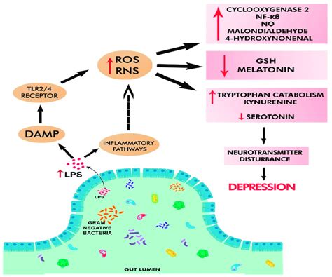 Oxidative And Nitrosative Stress In Depression Pathobionts In GD