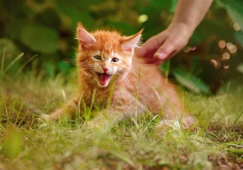 Why Do Cats Hiss at Kittens? A Veterinarian Explains - Cats.com