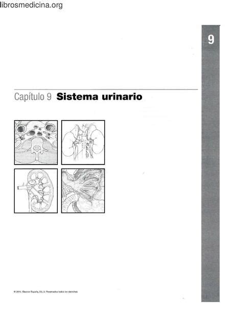 Sistema Urinario Netter Para Colorear Mirko Bangert Furlan Udocz