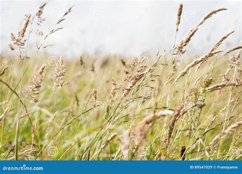 Wild Grasses Blowing In Breeze In A Countryside Meadow Stock Image Image Of Meadow Green