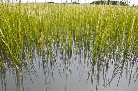 Photograph Of The Day Smooth Cord Grass 3