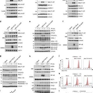 Functional Analyses Of The MALT1 BCL10 Interface In Jurkat And Murine