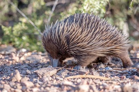 El Equidna Todo Lo Que Debes Saber Sobre Este Curioso Animal