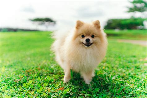 A Complete Guide to Pomeranian Dogs: History, Characteristics, and Care - Barklopedia