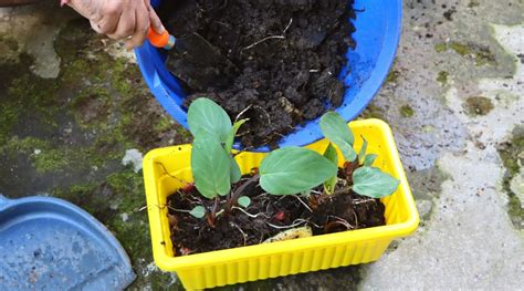 Cómo plantar cultivar y cuidar la Colocasia