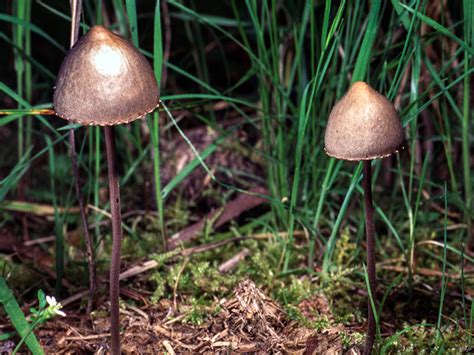 Panaeolus Papilionaceus Alchetron The Free Social Encyclopedia