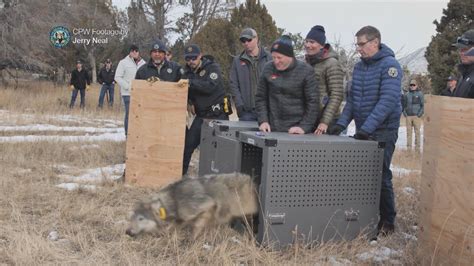 Colorado Releases First 5 Wolves In Reintroduction Plan