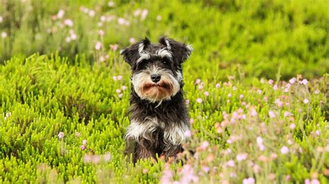 Schnauzer Moyen Prix De Ce Chien Caract Re Sant Alimentation