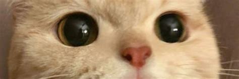 Pin By Officialebay On Discord Banners Cute Anime Cat Cute Animal