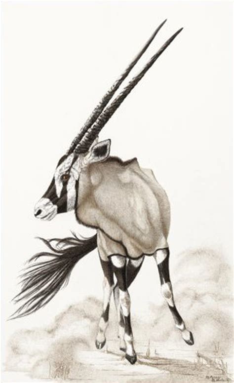 Gemsbok Drawing At Explore Collection Of Gemsbok