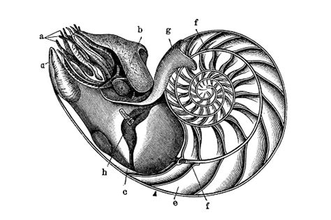 The Chambered Nautilus Also Called The Pearly Nautilus Is The Bestknown ...