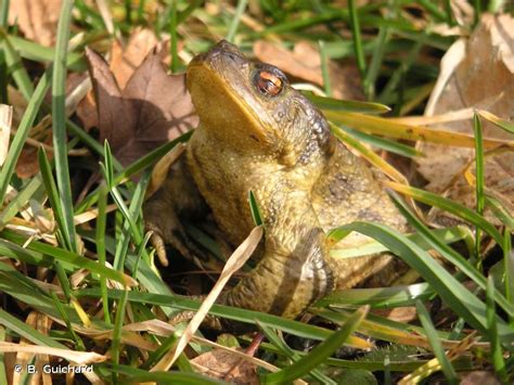 Crapaud Commun Le Bufo Bufo Biodivmarais Poitevin Parc Naturel